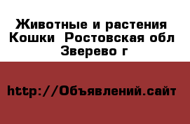 Животные и растения Кошки. Ростовская обл.,Зверево г.